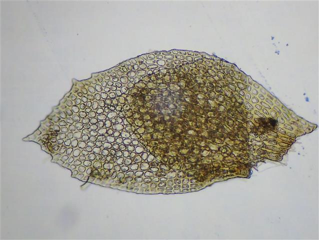 Scapania umbrosa (Schrad.) Dumort. #61835