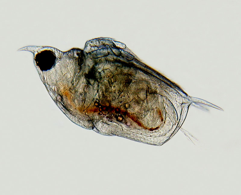 Scapholeberis mucronata #10932