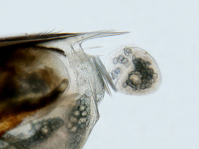 Scapholeberis mucronata #10930
