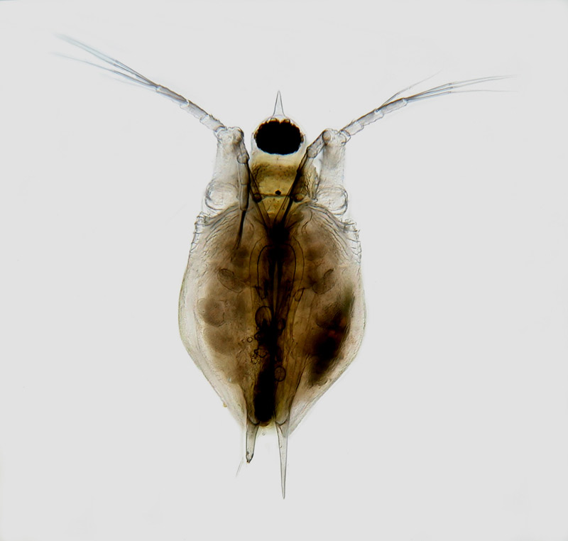 Scapholeberis mucronata #10929