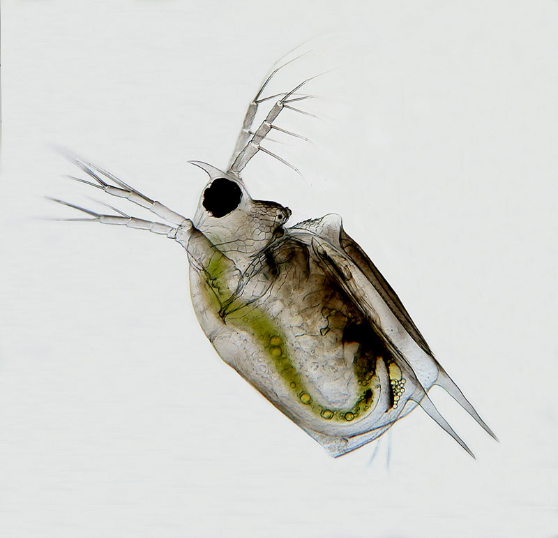 Scapholeberis mucronata #10928