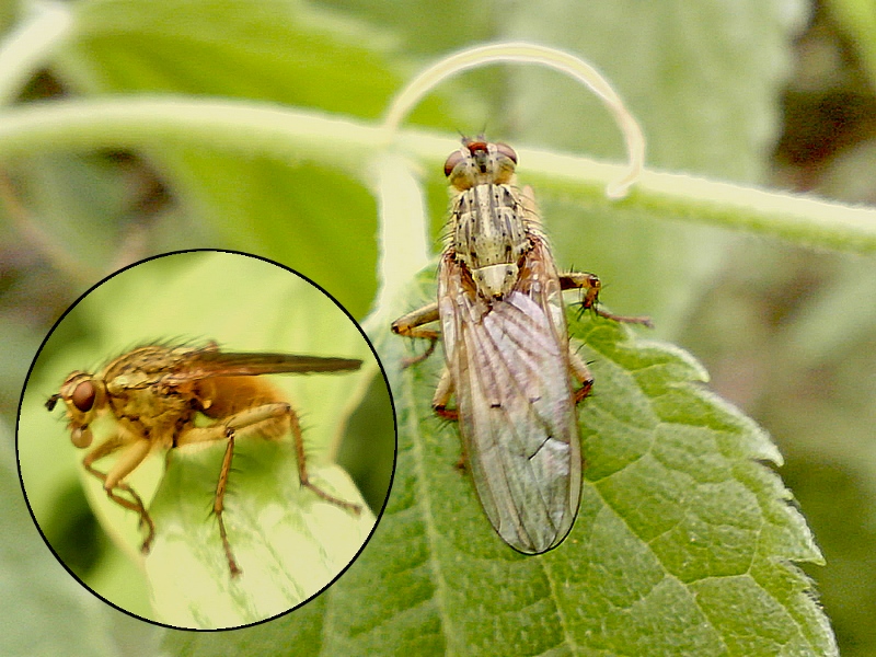 Scathophaga stercoraria #30926