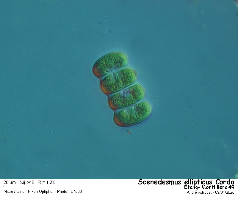 Scenedesmus ellipticus Corda #81150