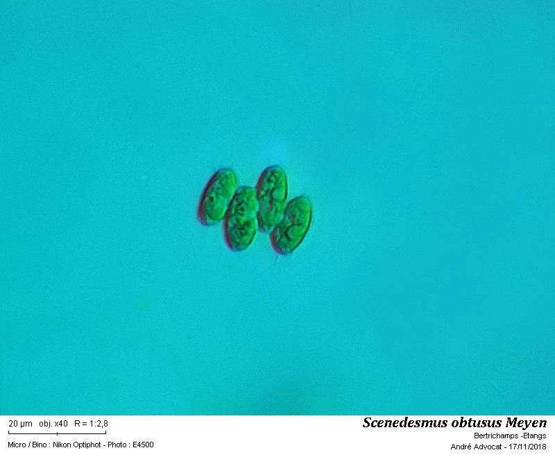 Scenedesmus obtusus Meyen #56917