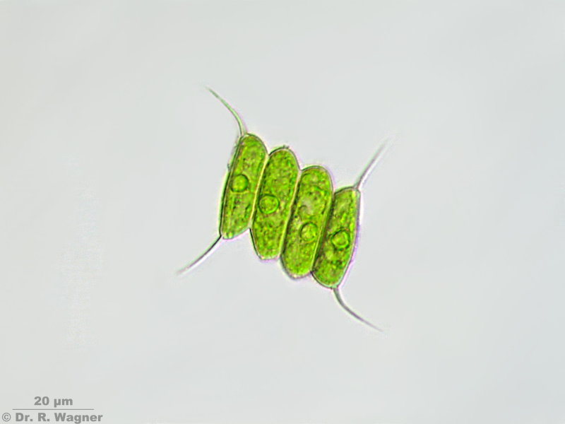 Scenedesmus quadricauda #5459