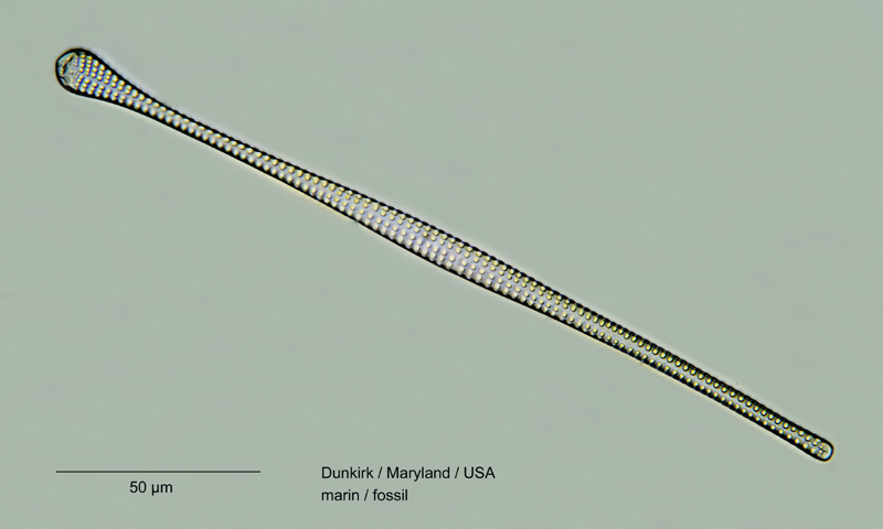 Sceptroneis caduceus #18781