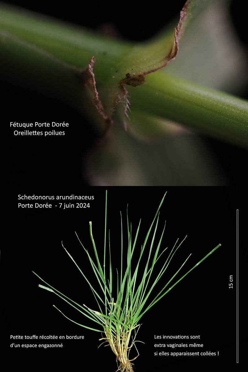 Schedonorus arundinaceus (Schreb.) Dumort. #79750