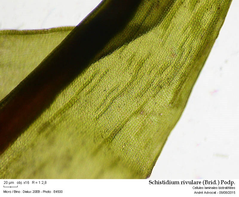 Schistidium rivulare (Brid.) Podp. #41871