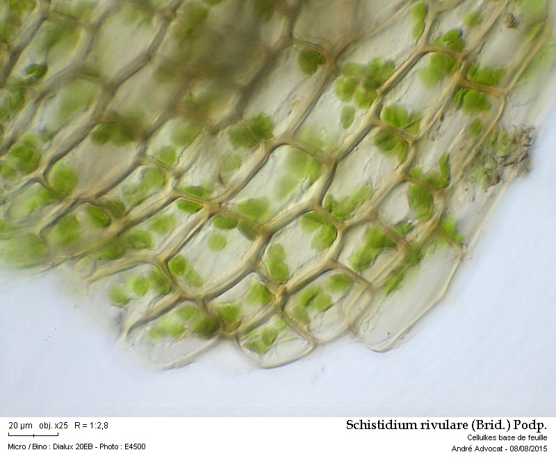 Schistidium rivulare (Brid.) Podp. #41875