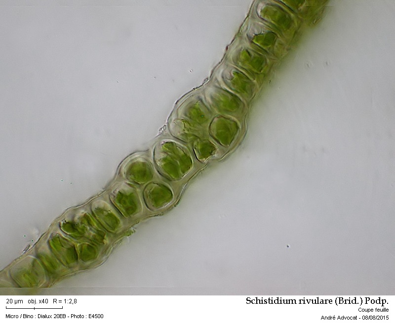 Schistidium rivulare (Brid.) Podp. #41872