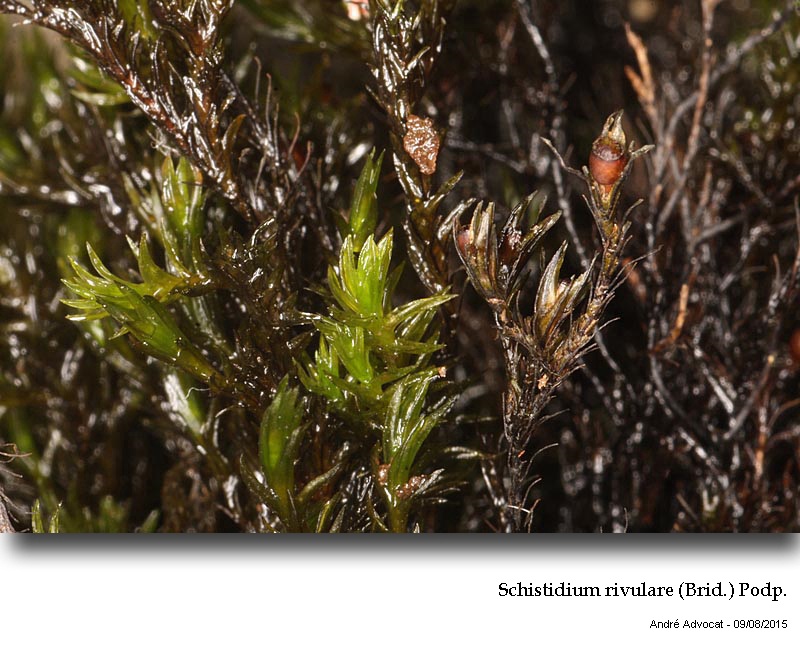 Schistidium rivulare (Brid.) Podp. #41866