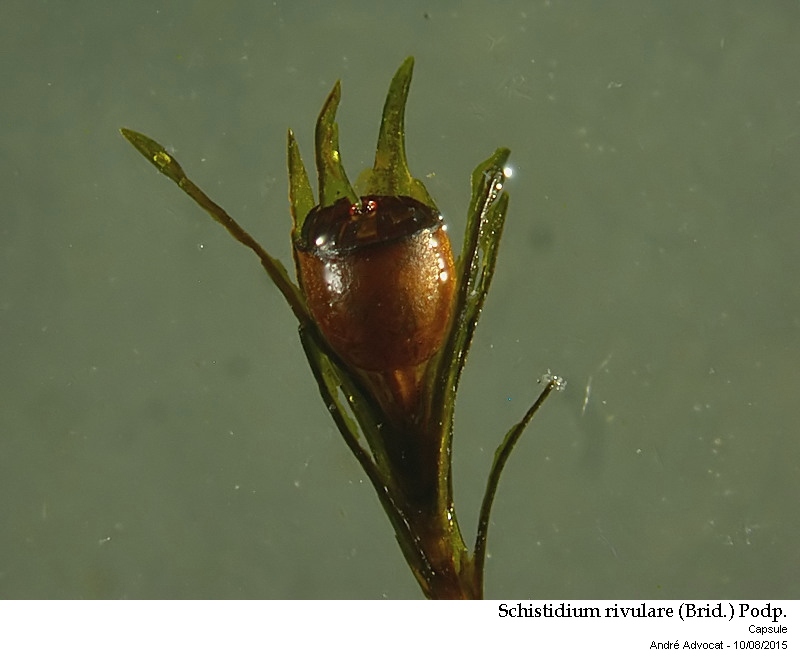 Schistidium rivulare (Brid.) Podp. #41868