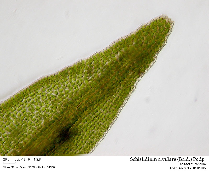Schistidium rivulare (Brid.) Podp. #41870
