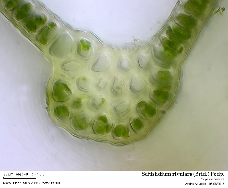 Schistidium rivulare (Brid.) Podp. #41873