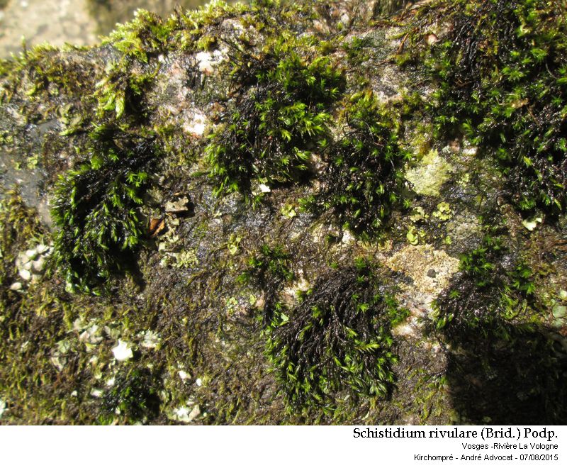 Schistidium rivulare (Brid.) Podp. #41864