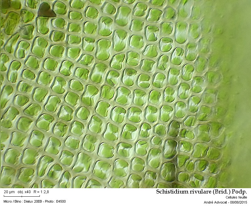 Schistidium rivulare (Brid.) Podp. #41874