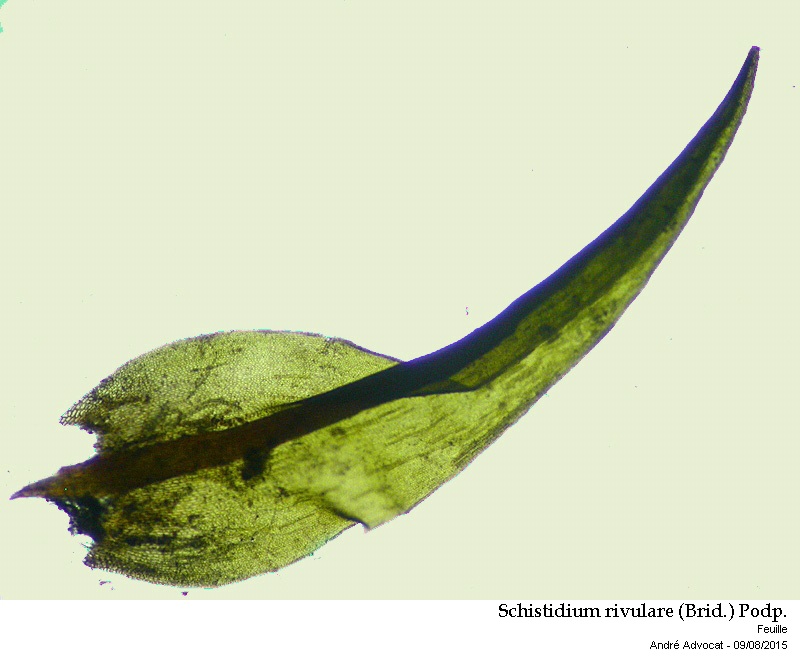 Schistidium rivulare (Brid.) Podp. #41869