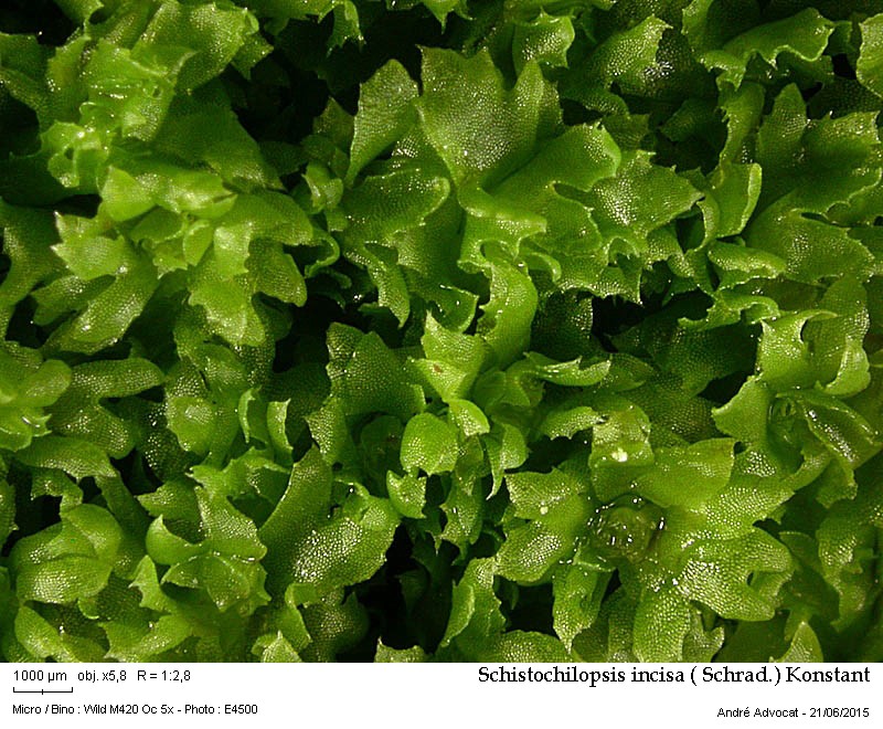 Schistochilopsis incisa ( Schrad.) Konstant #41685