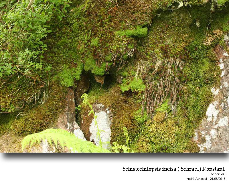 Schistochilopsis incisa ( Schrad.) Konstant #41683