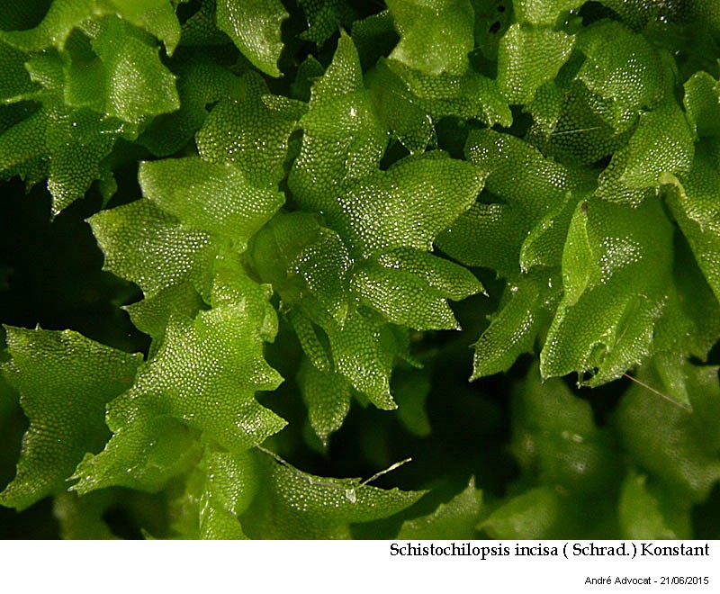 Schistochilopsis incisa ( Schrad.) Konstant #41686