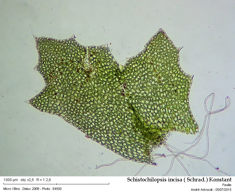 Schistochilopsis incisa ( Schrad.) Konstant #41692