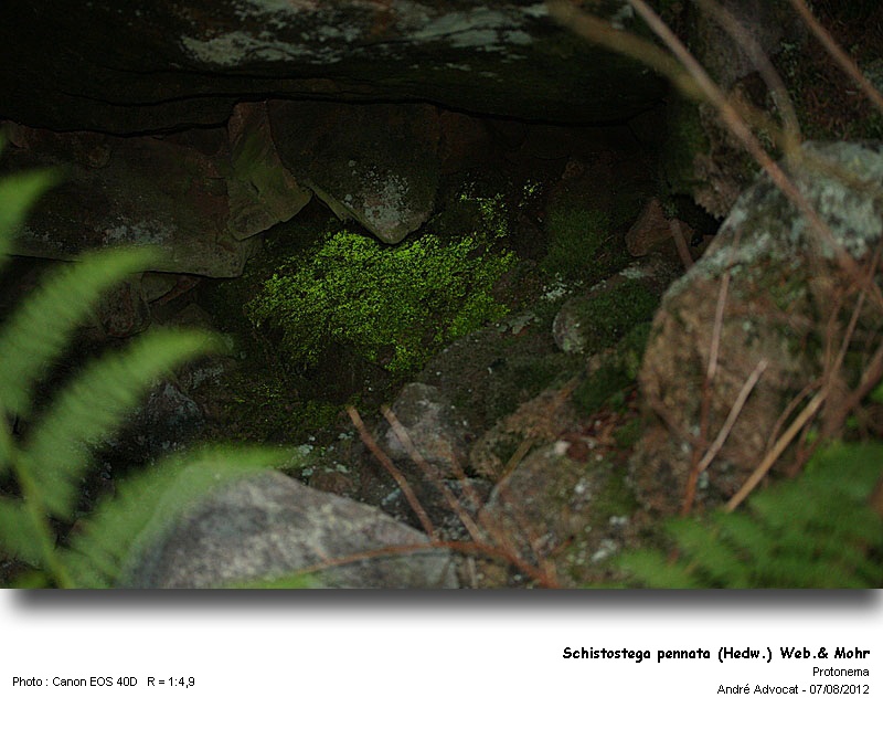 Schistostega pennata (Hedw.) Web.& Mohr #28825