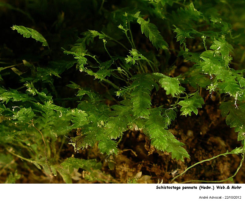 Schistostega pennata (Hedw.) Web.& Mohr #28831