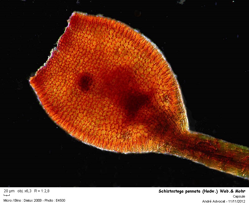 Schistostega pennata (Hedw.) Web.& Mohr #28833