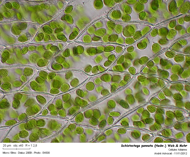 Schistostega pennata (Hedw.) Web.& Mohr #28840