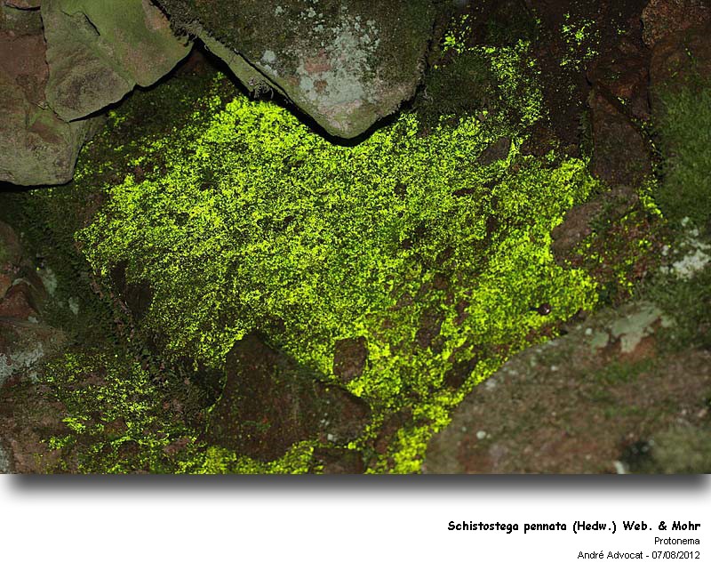 Schistostega pennata (Hedw.) Web.& Mohr #28826