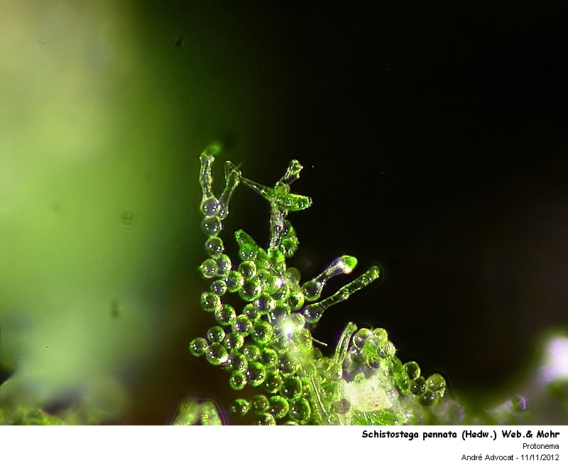 Schistostega pennata (Hedw.) Web.& Mohr #28827