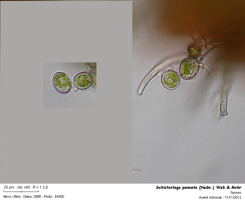 Schistostega pennata (Hedw.) Web.& Mohr #28838
