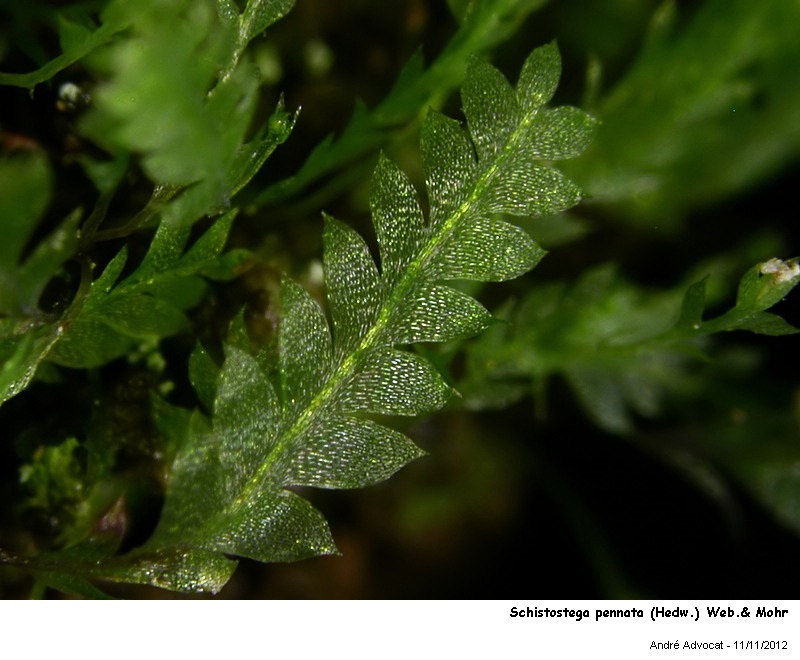 Schistostega pennata (Hedw.) Web.& Mohr #28829