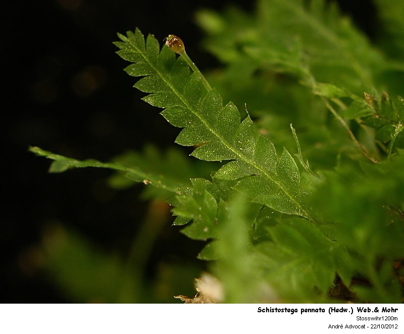 Schistostega pennata (Hedw.) Web.& Mohr #28834
