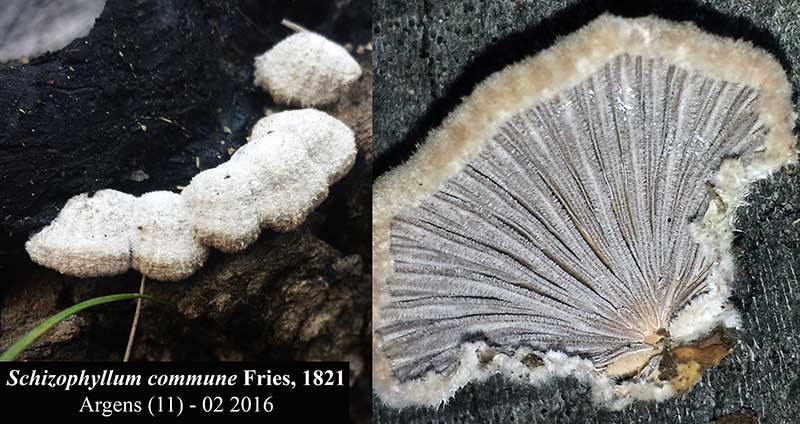 Schizophyllum commune #43661
