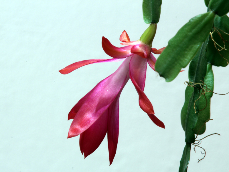Schlumbergera × buckleyi - Cactus de Noël #81259