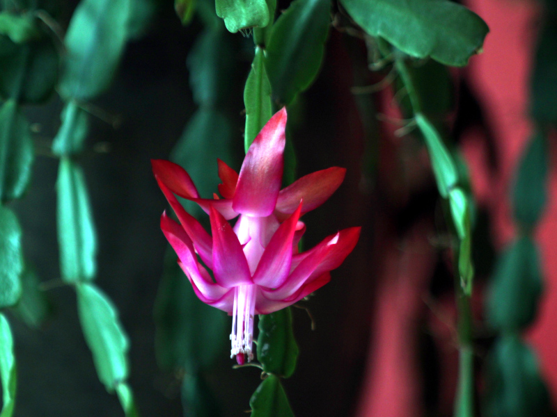 Schlumbergera × buckleyi - Cactus de Noël #81251