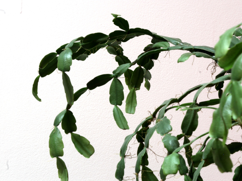 Schlumbergera × buckleyi - Cactus de Noël #81255