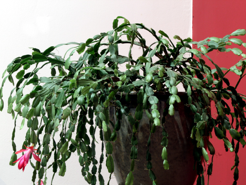 Schlumbergera × buckleyi - Cactus de Noël #81254