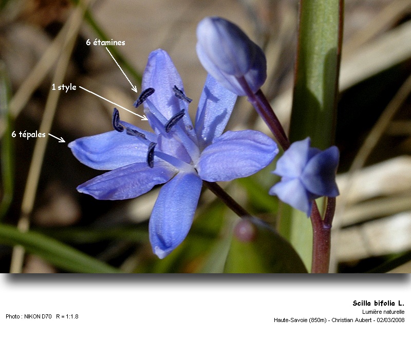 Scilla bifolia L. - Scille à deux feuilles (Liliacées) #2696