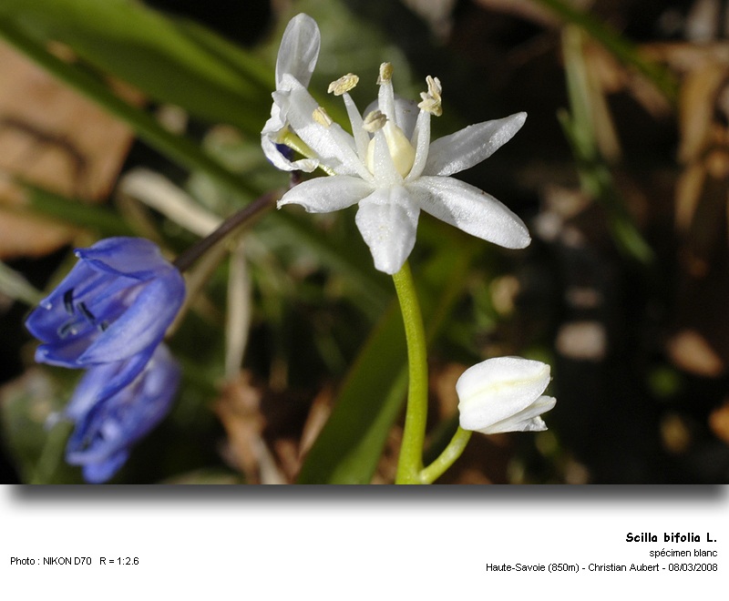 Scilla bifolia L. - Scille à deux feuilles (Liliacées) #2744