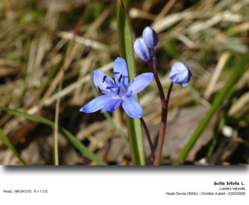 Scilla bifolia L. - Scille à deux feuilles (Liliacées) #2694