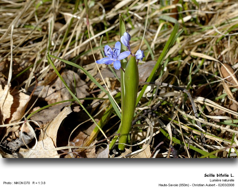 Scilla bifolia L. - Scille à deux feuilles (Liliacées) #2693