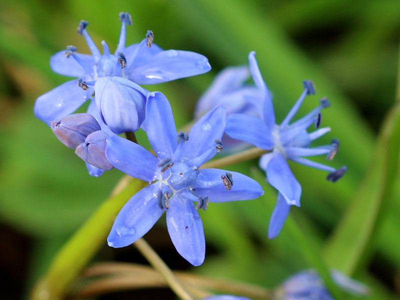 Scilla bifolia L., 1753 - Scille à deux feuilles #73966
