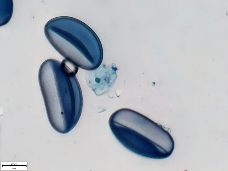 Scilla bifolia L., 1753 #73942