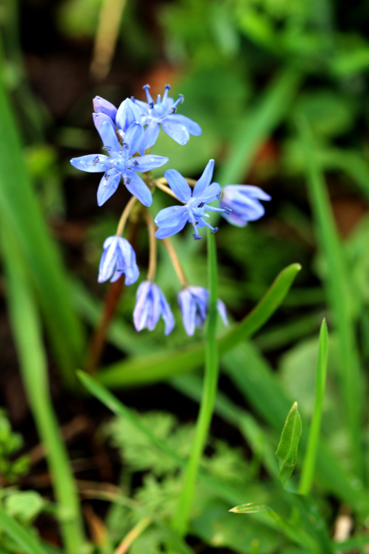 Scilla bifolia L., 1753 - Scille à deux feuilles #73964