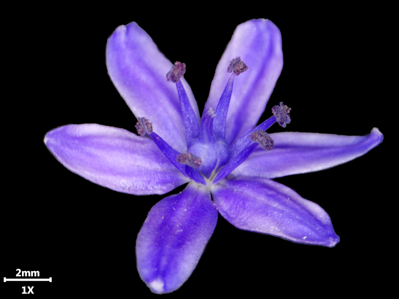 Scilla bifolia L., 1753 - Scille à deux feuilles #73968