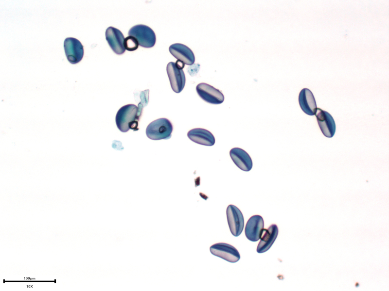 Scilla bifolia L., 1753 #73941