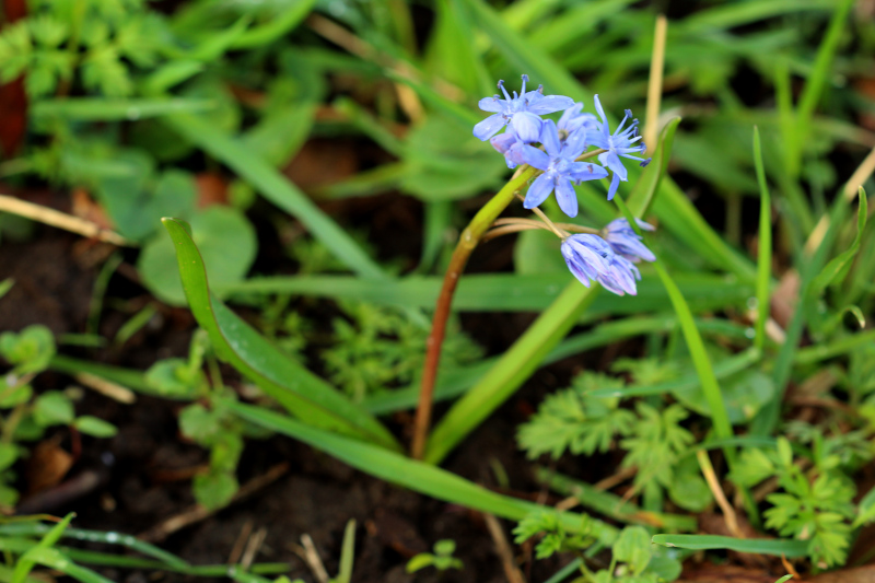 Scilla bifolia L., 1753 - Scille à deux feuilles #73965