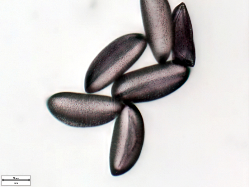 Scilla bifolia L., 1753 #73939